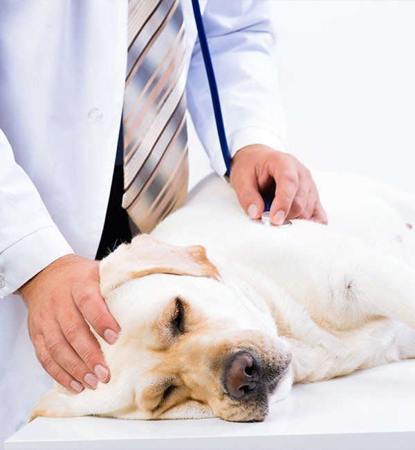 Veterinarian Examining a Sleeping — University Avenue Veterinary Hospital in Durack, NT
