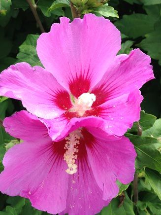 Pink Flower — Acupuncture in Millis, MA Pink Flower — Acupuncture in Millis, MA