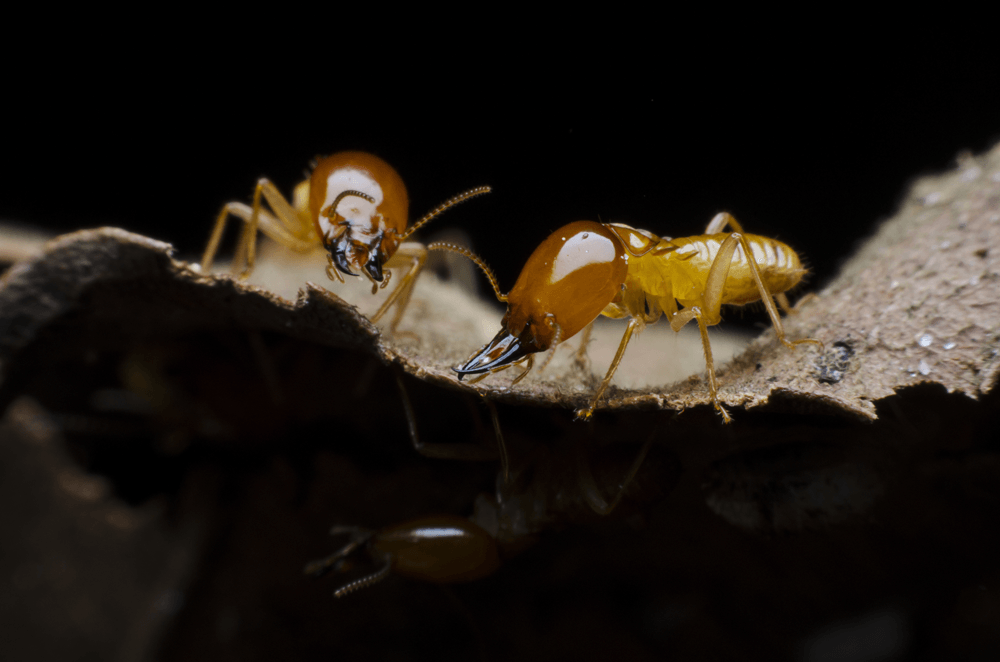 Termite-Control