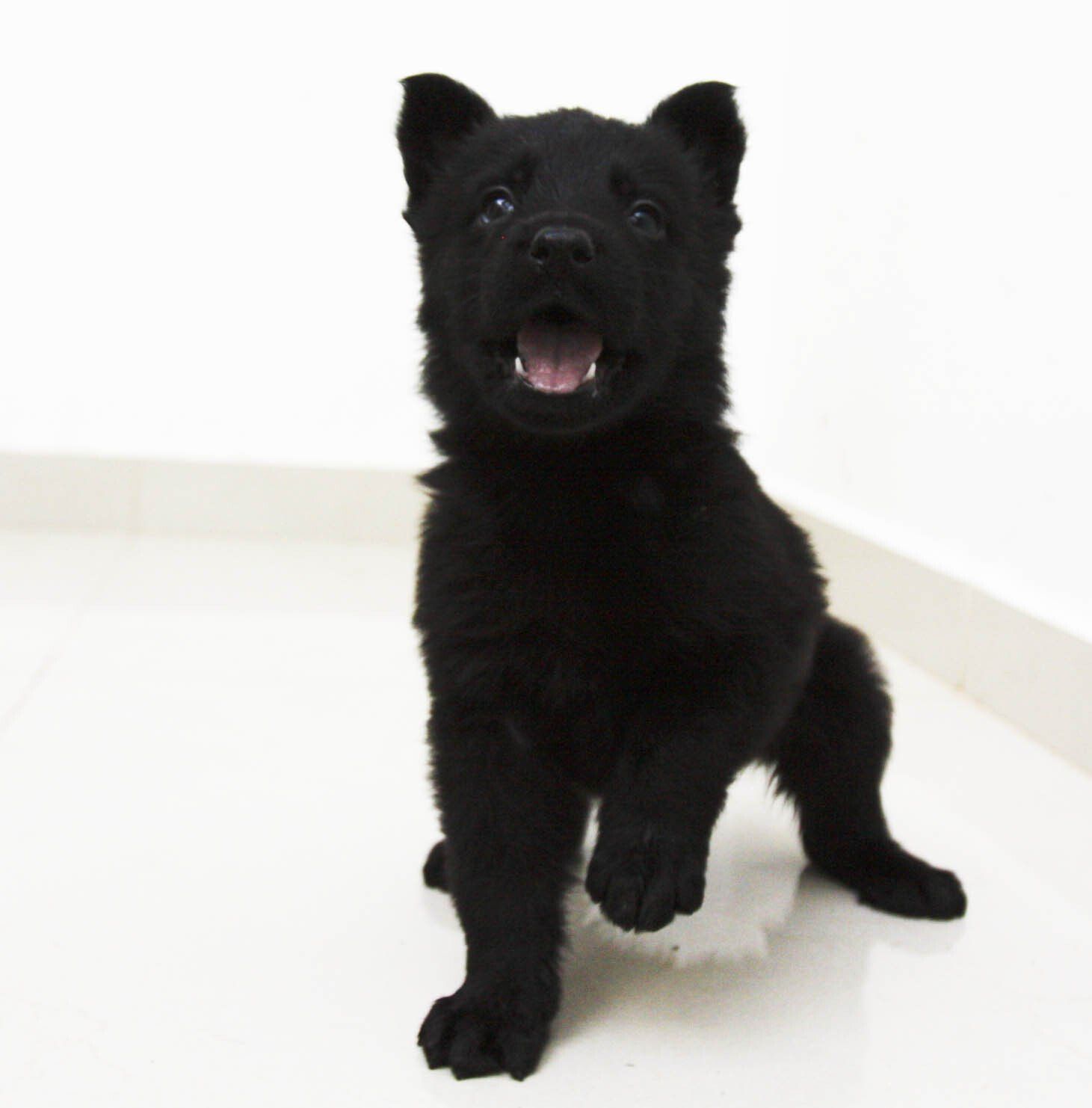 cachorros pastor aleman negros en venta