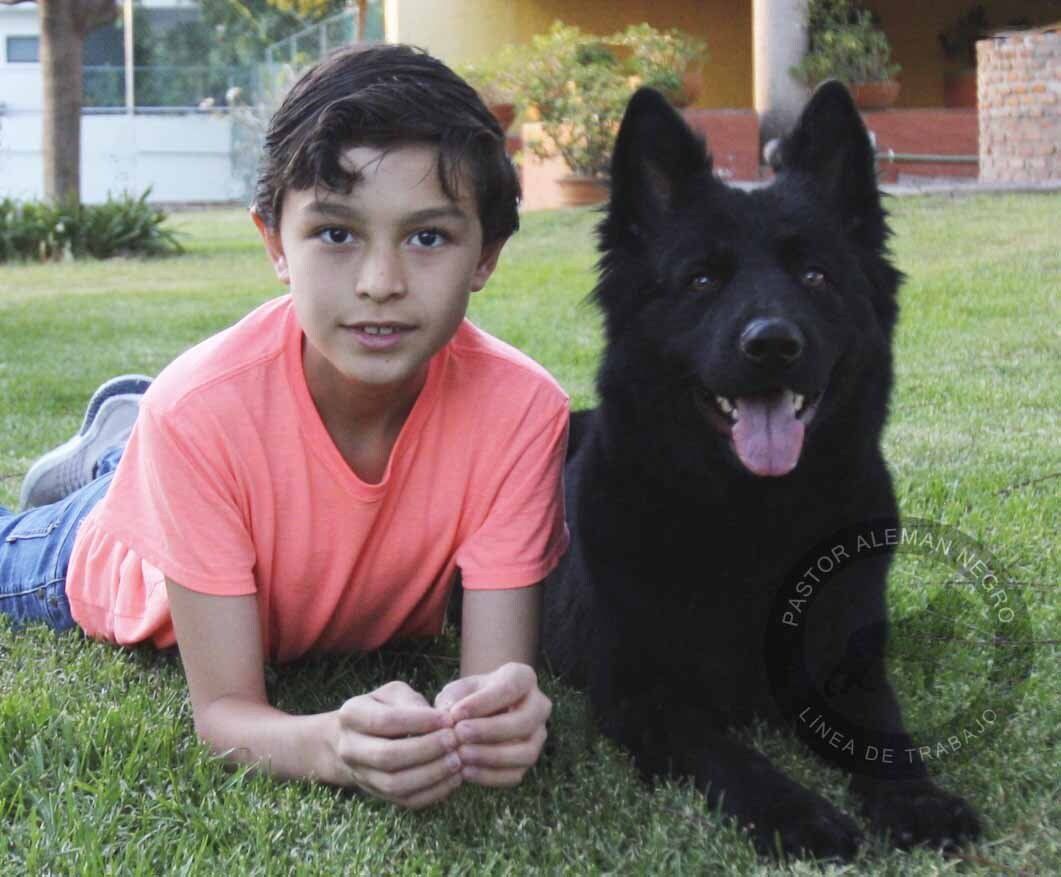 cachorros pastor aleman en venta