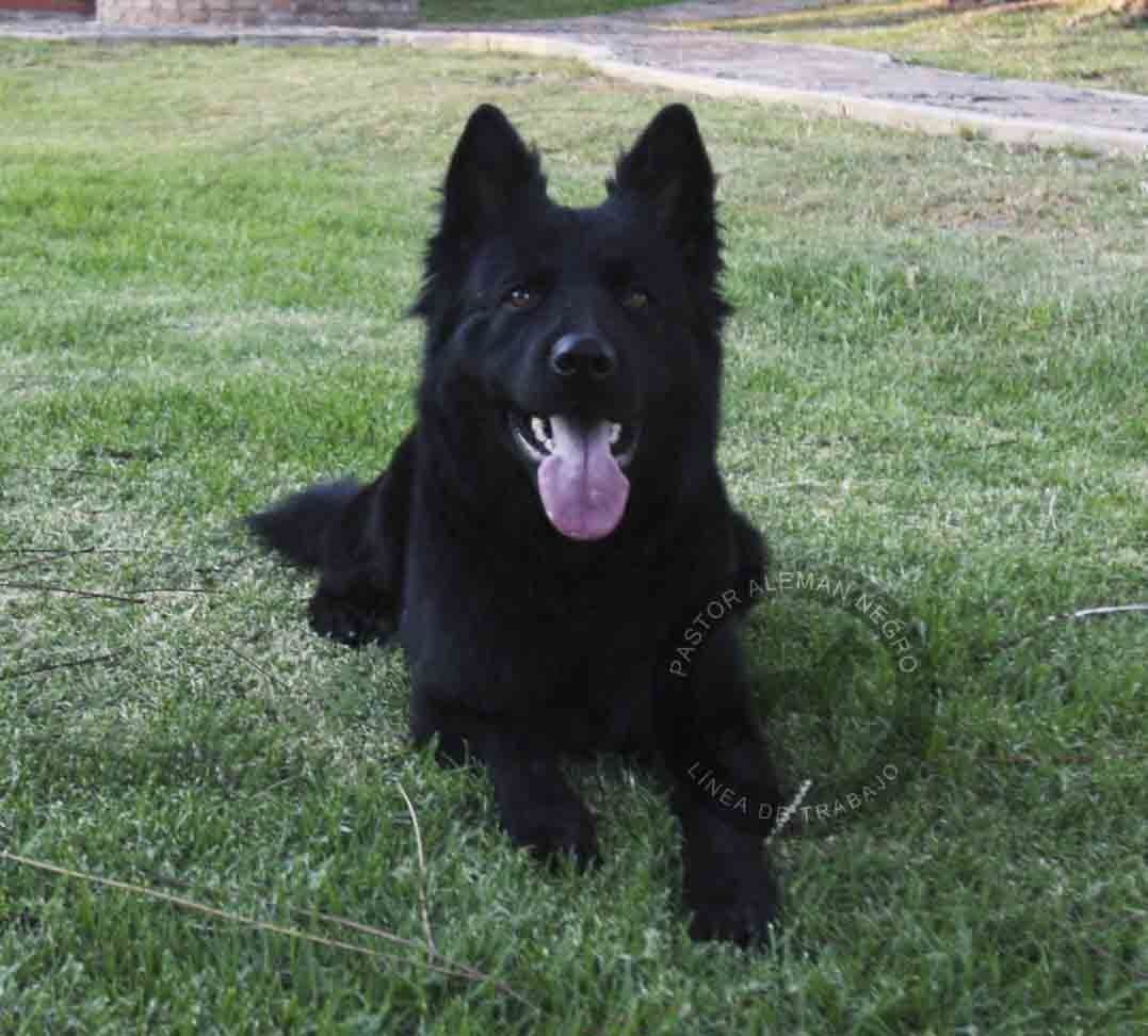 cachorros pastor aleman en venta