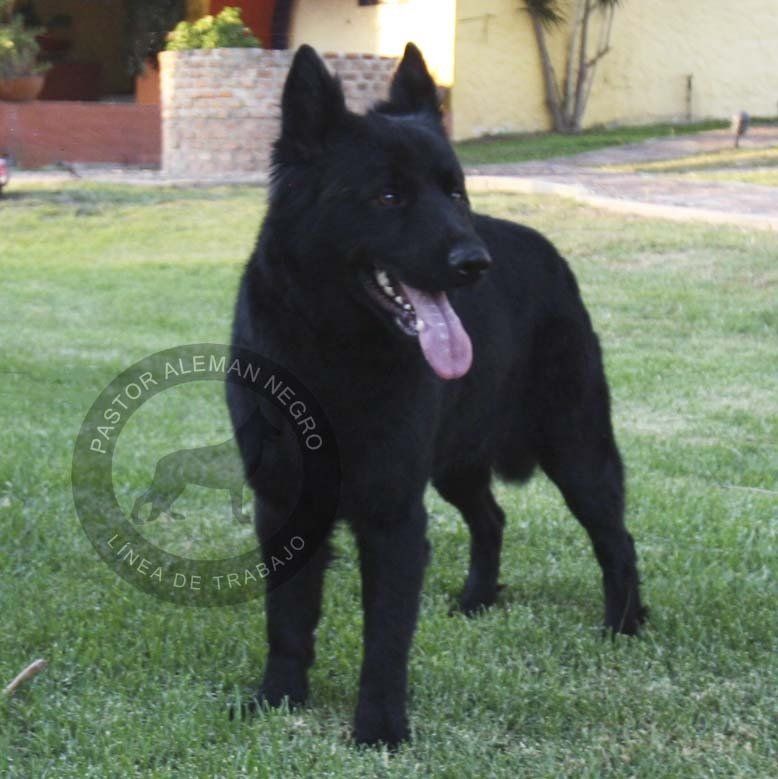 cachorros pastor aleman en venta