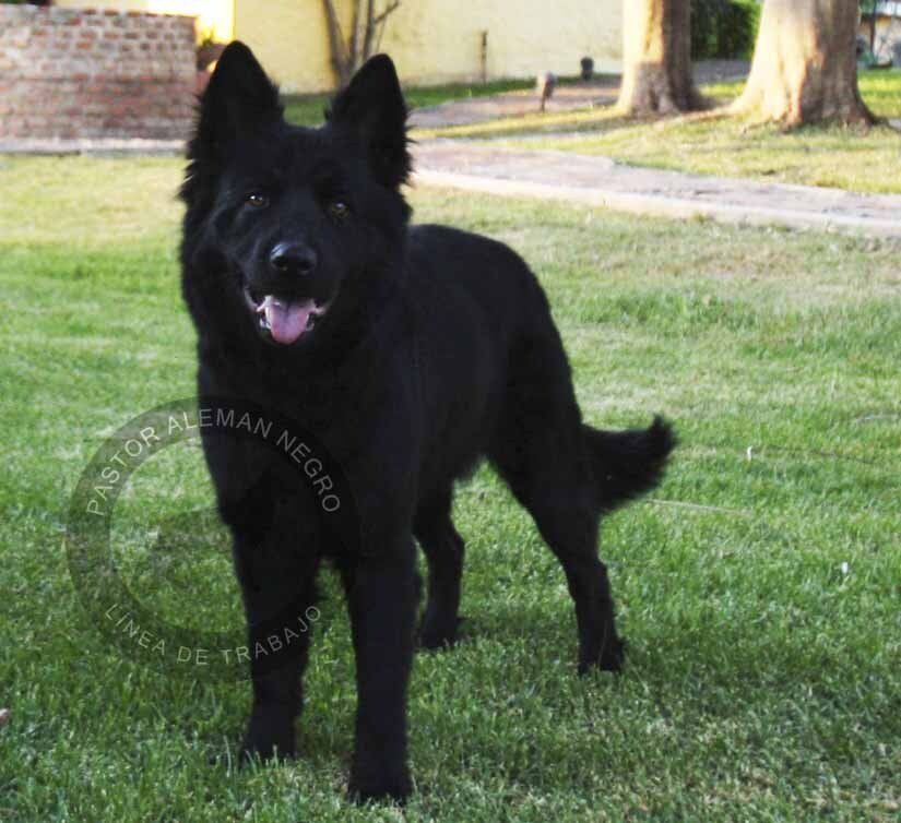 cachorros pastor aleman en venta