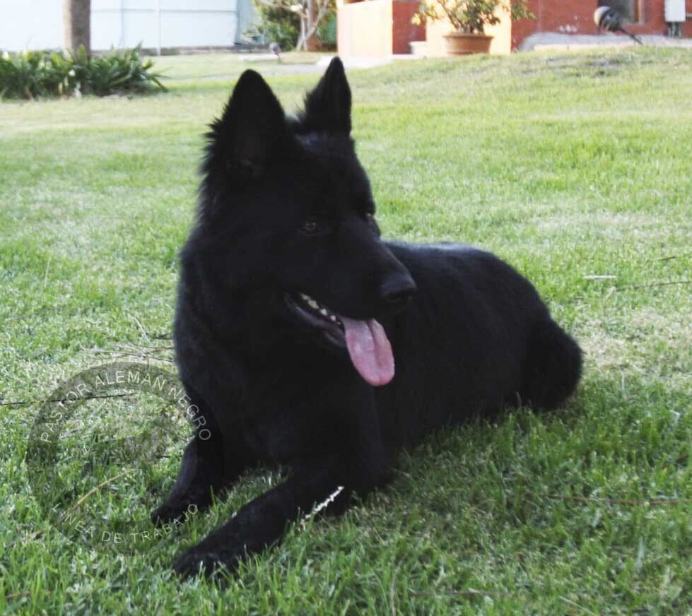 cachorros pastor aleman en venta
