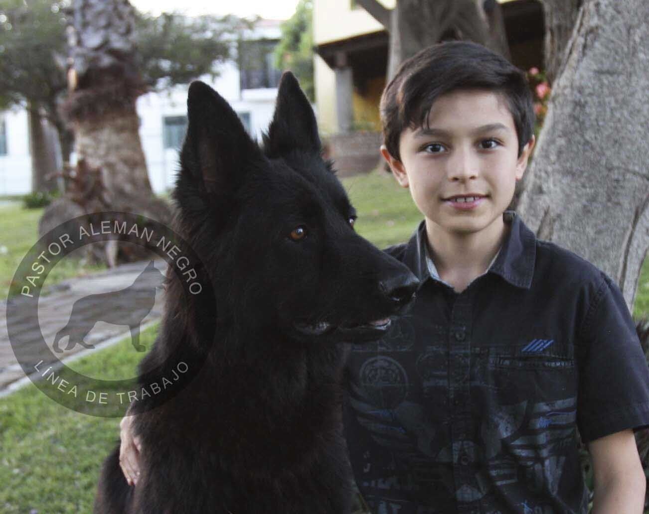 cachorros pastor aleman en venta