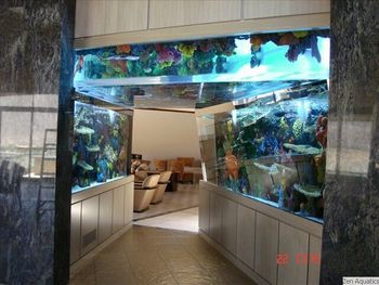 Beautiful Clean Aquarium — The Art of Aquatics in Palm Desert, CA Beautiful Clean Aquarium — The Art of Aquatics in Palm Desert, CA
