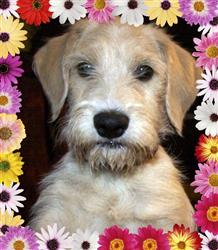 Tony came from Cabo San Lucas (SP) Mexico with Julia. I met him at her place while she was fostering