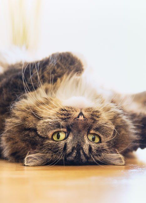 cat lying on its back