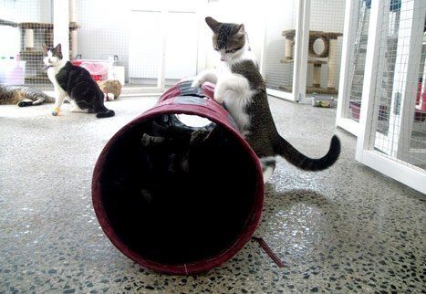 Cat playing at The Cattery cat playing at the cattery