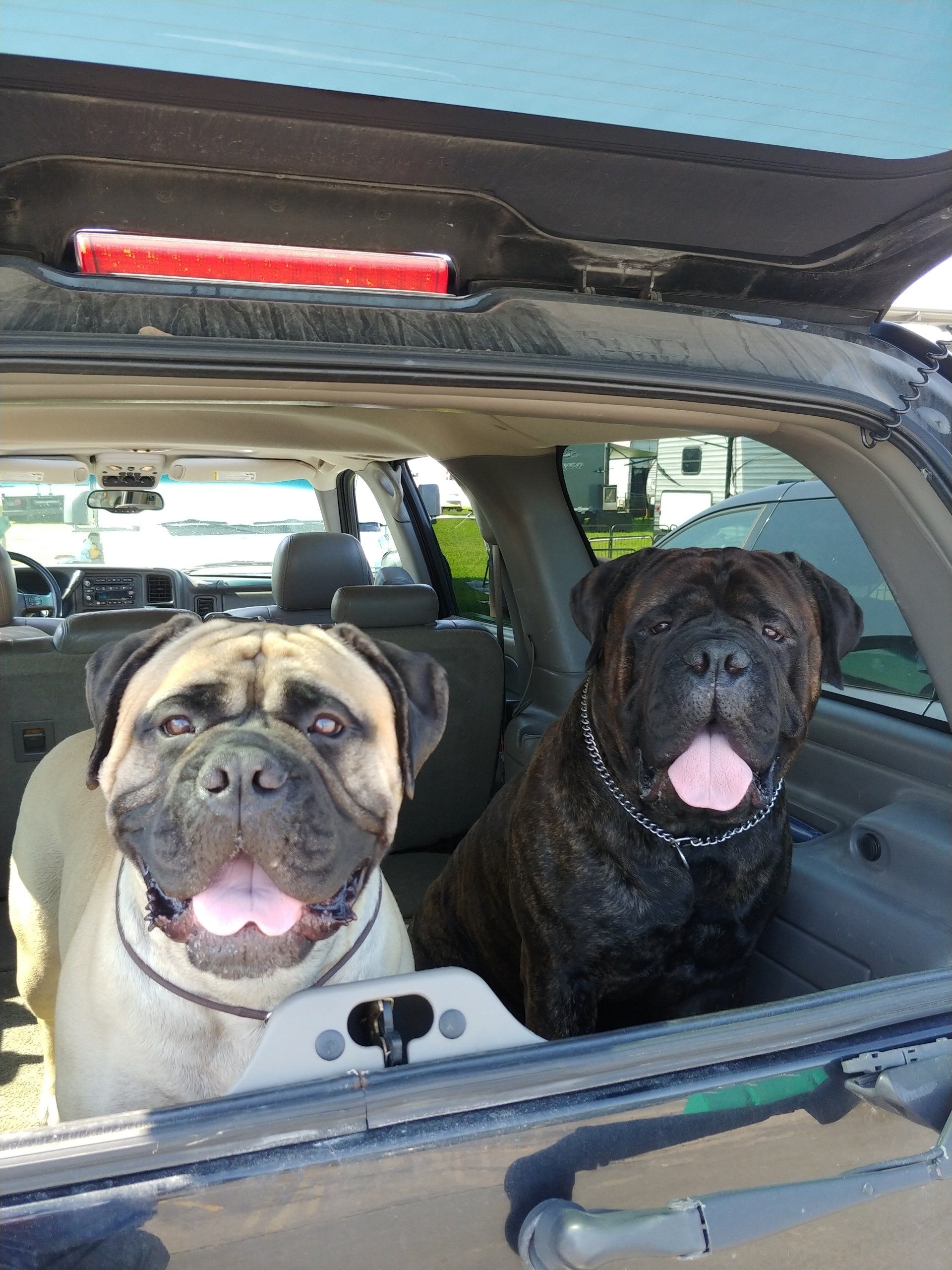 Two dogs are sitting in the back of a car