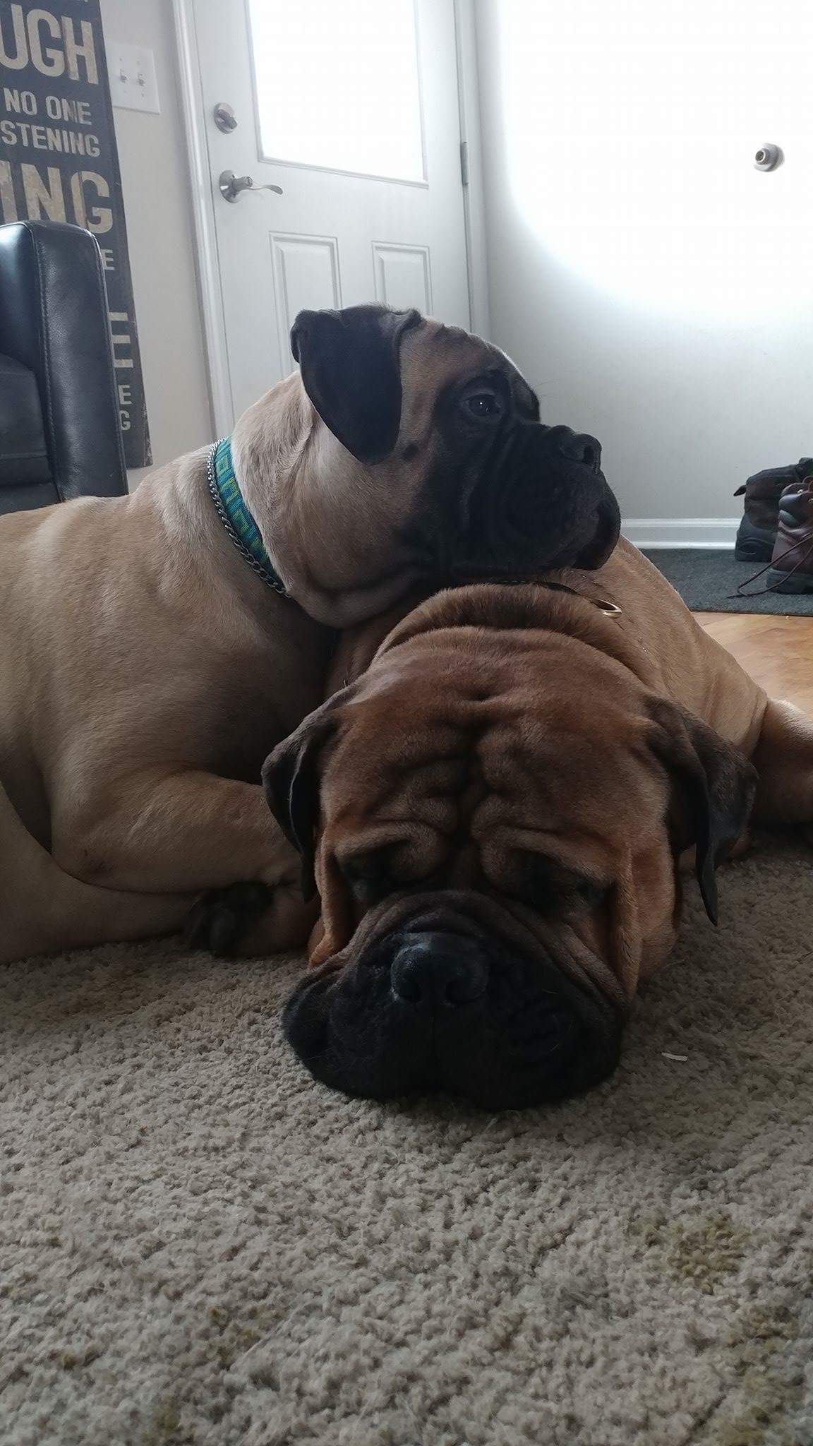 Two dogs are laying next to each other on the floor.