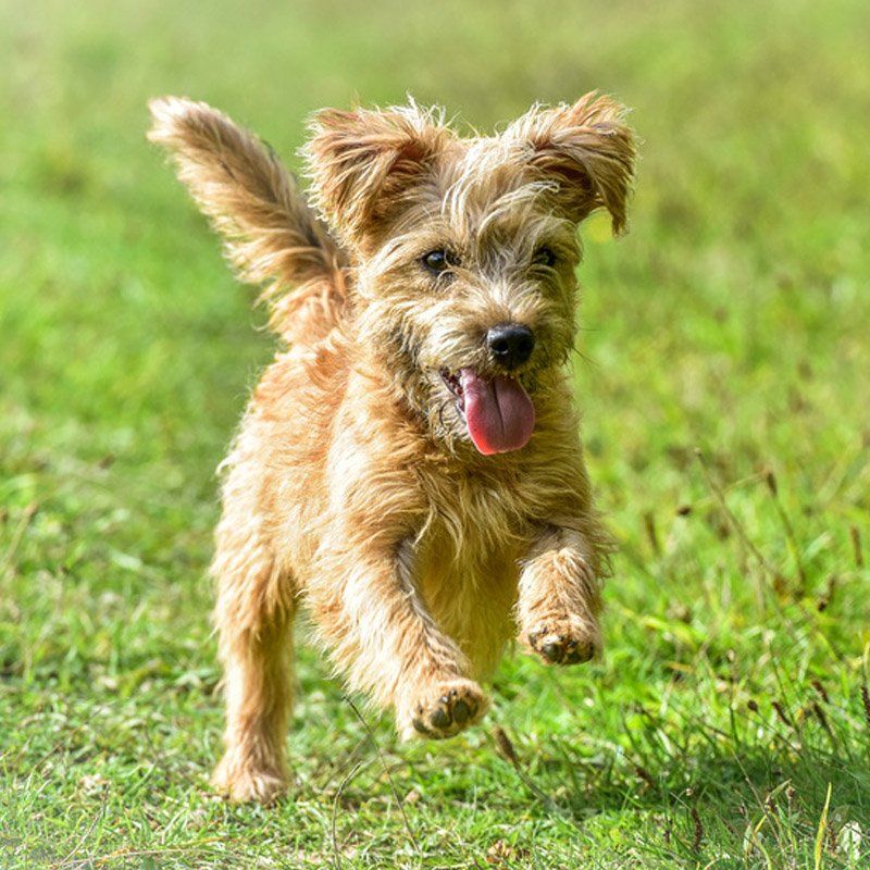 Small tan scruffy dog running through green grass with tongue out and ears flopping