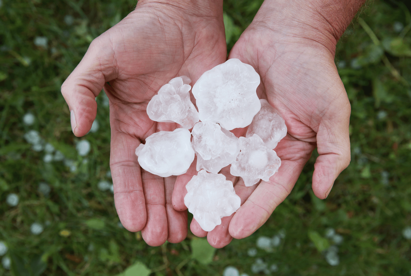 Hands holding several large white hailstones outdoors over grass
