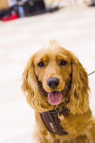 red english cocker spaniel puppy