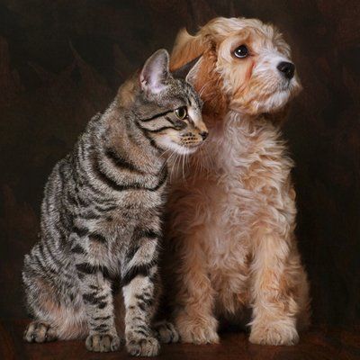 aggressive cat training