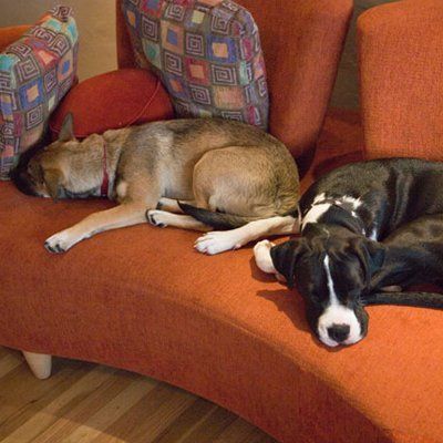 2 dogs lying