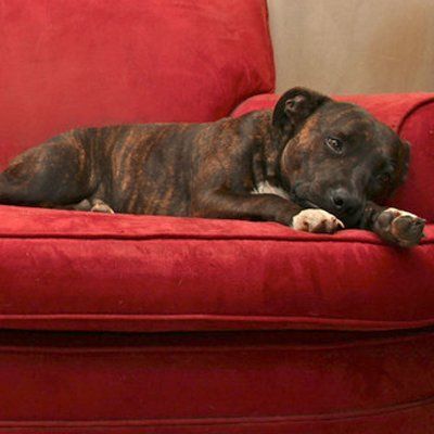 black dog lying