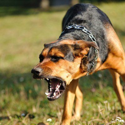 dog being aggressive