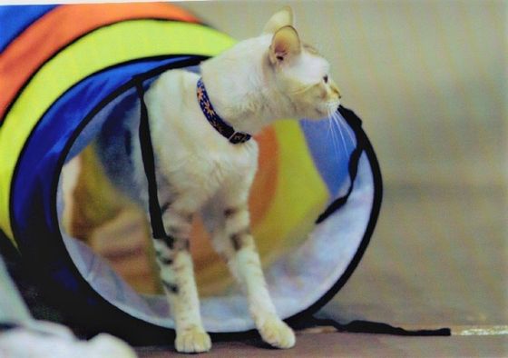 cat