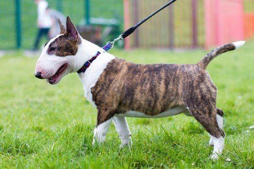 miniature bull english terrier