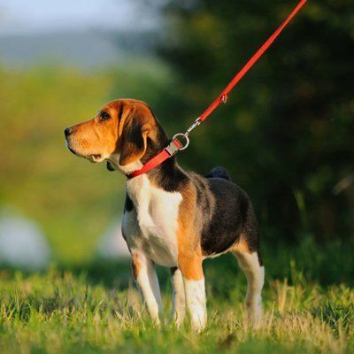 private dog lessons