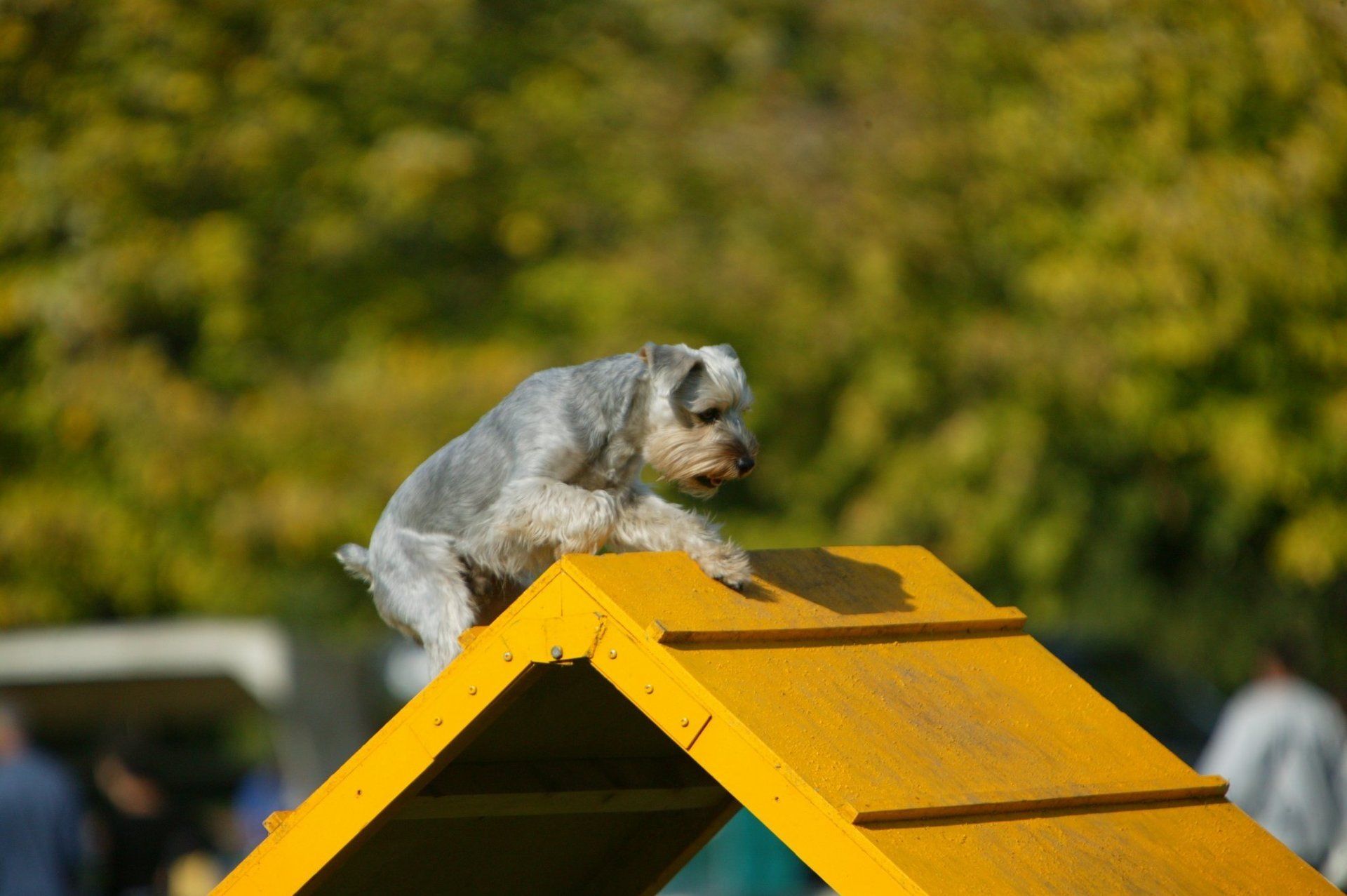 agility training
