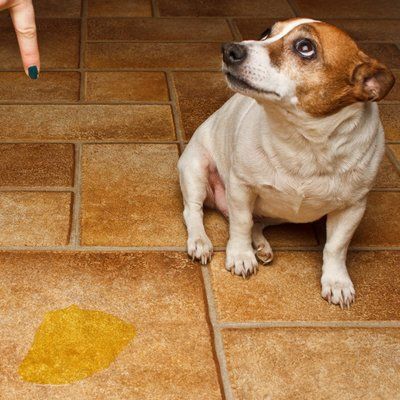 destructive dog