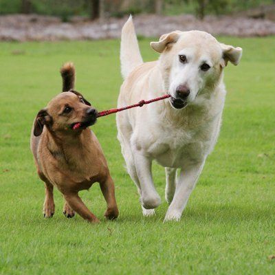 2 dogs running