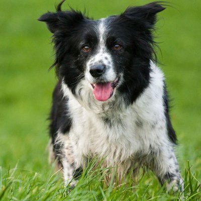 black and white dog