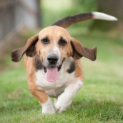 dog with its tail up