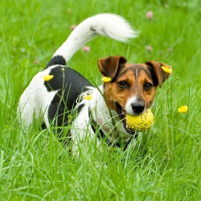 dog in the landscape