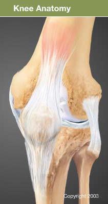 knee ligament joint knee ligament joint