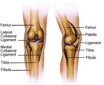 knee joint anatomy knee joint anatomy