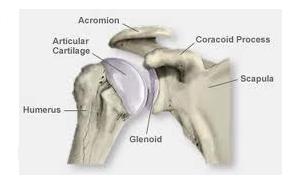 arm shoulder socket arm shoulder socket