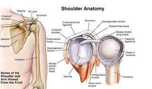 shoulder anatomy shoulder anatomy