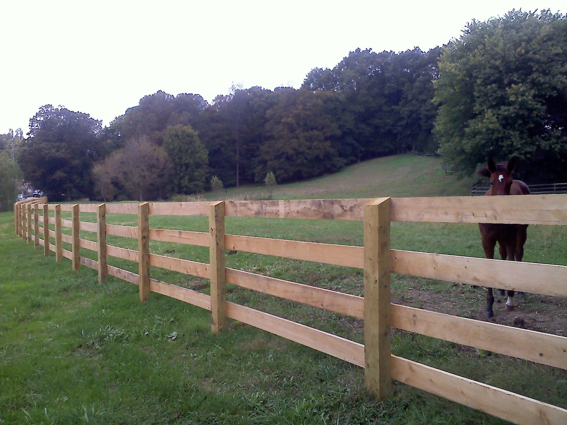 Wooden fence in a grassy field with a brown horse visible. Trees in the background.