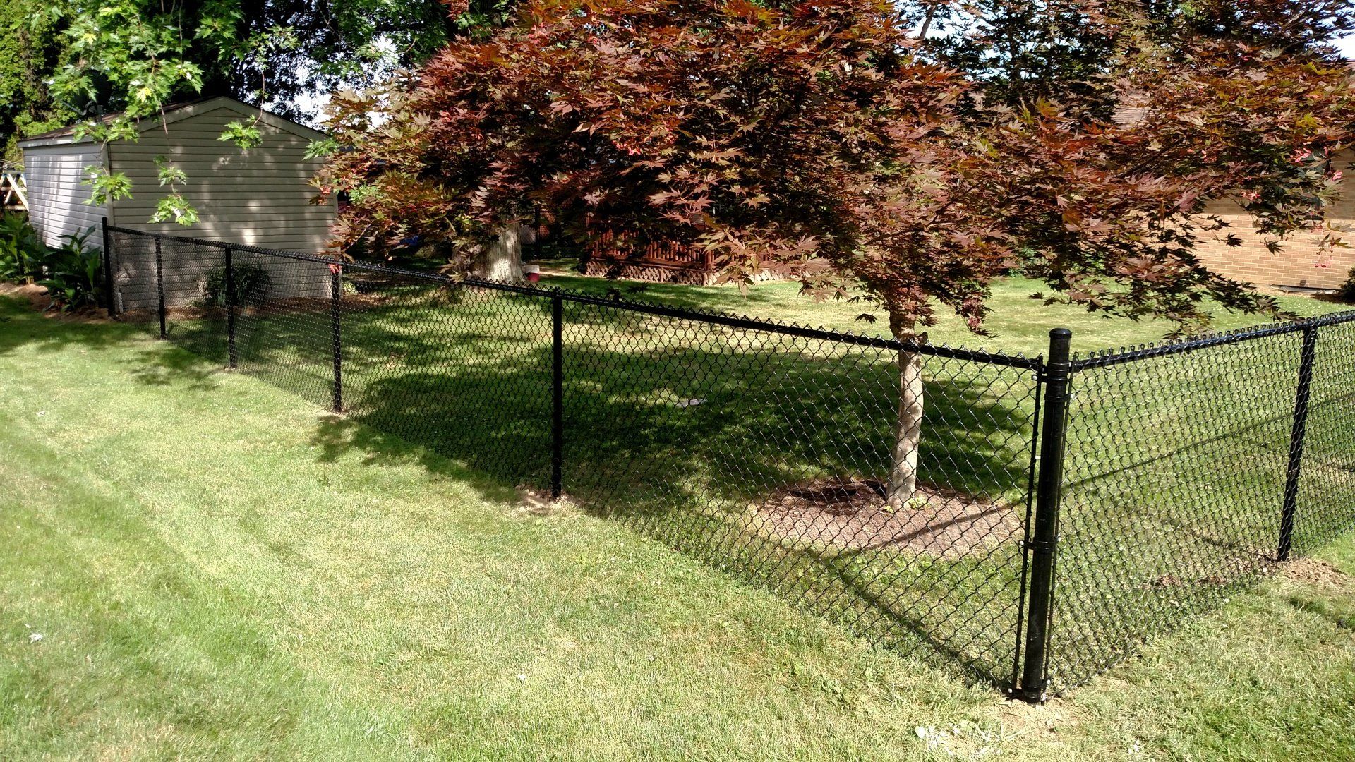 Black chain-link fence surrounds a tree in a grassy yard, with a shed visible in the background.