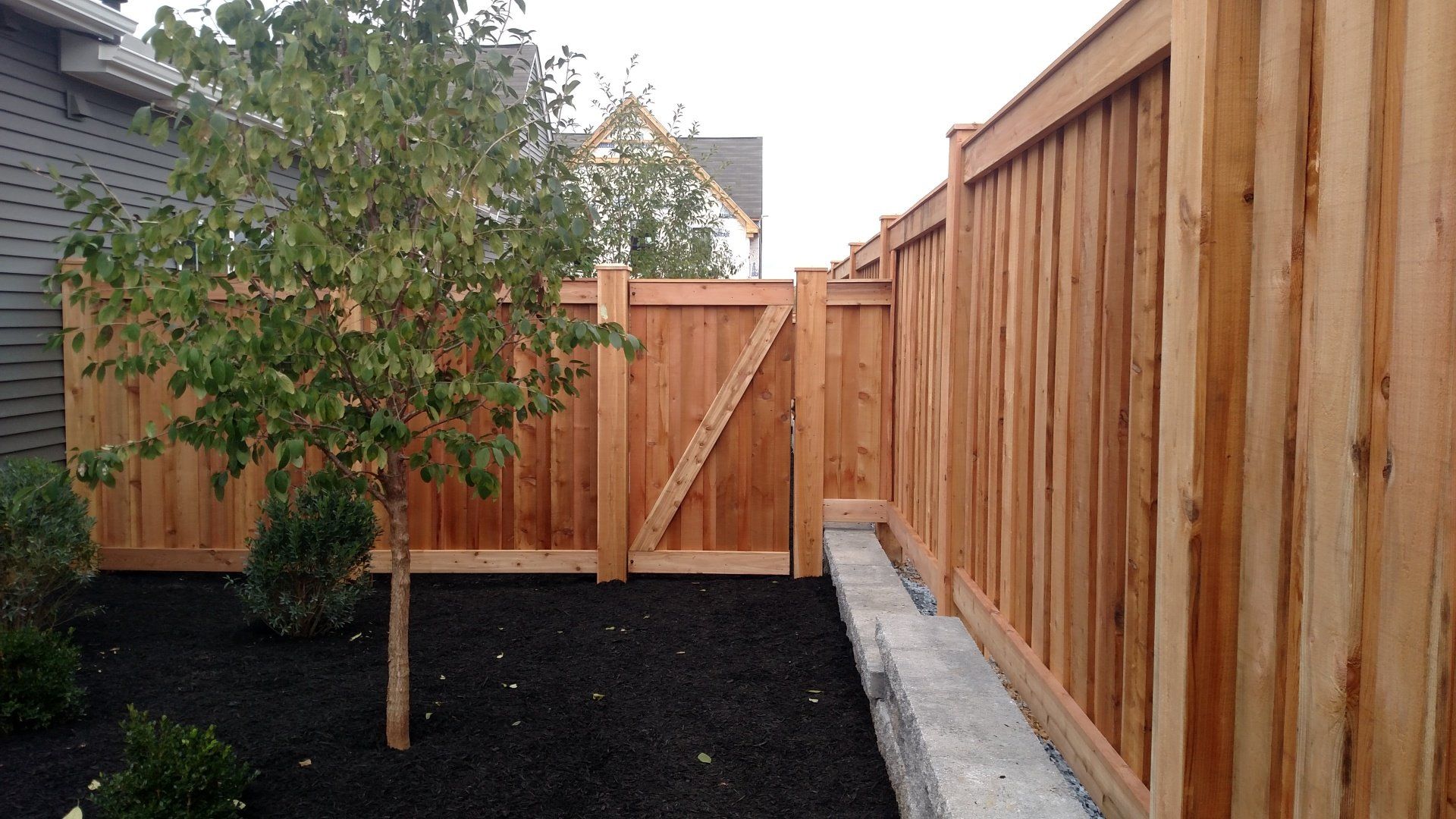Wooden fence with a gate, a small tree, and a bed of black mulch.