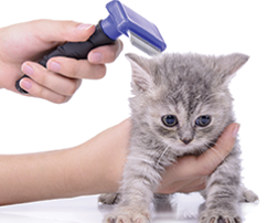 Brushing - Pet Grooming in Prescott AZ Brushing - Pet Grooming in Prescott AZ