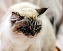 Cat Grooming - Pet Grooming in Prescott AZ Cat Grooming - Pet Grooming in Prescott AZ