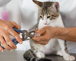 Nail Clipping - Nail Clipping in Prescott AZ Nail Clipping - Nail Clipping in Prescott AZ
