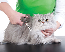 Haircut - Pet Grooming in Prescott AZ Haircut - Pet Grooming in Prescott AZ