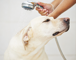 Bathing - Dog Bathing in Prescott AZ Bathing - Dog Bathing in Prescott AZ