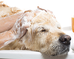 Flea and Tick Shampoo - Dog Bathing in Prescott AZ Flea and Tick Shampoo - Dog Bathing in Prescott AZ