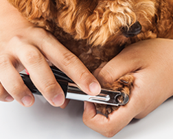Nail Clipping - Nail Clipping in Prescott AZ Nail Clipping - Nail Clipping in Prescott AZ