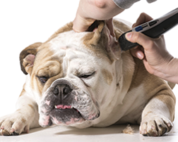 Ear Care - Dog Ear Care in Prescott AZ Ear Care - Dog Ear Care in Prescott AZ