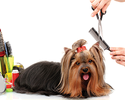 Haircut - Dog Grooming in Prescott AZ Haircut - Dog Grooming in Prescott AZ