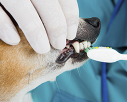 Teeth Cleaning - Pet Grooming in Prescott AZ Teeth Cleaning - Pet Grooming in Prescott AZ