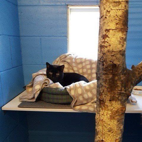 Pet Boarding Rates Black Cat in her cat bed